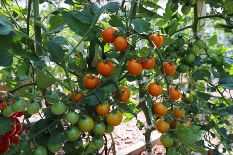 Can You Grow Tomatoes on a Tiny Balcony