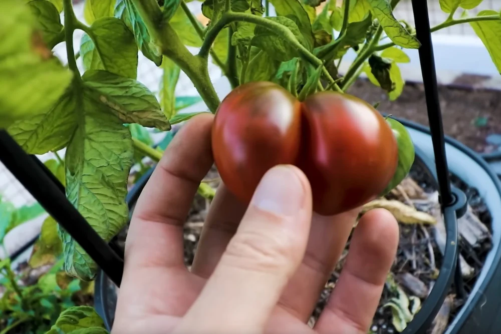 Can you grow tomatoes on a tiny balcony