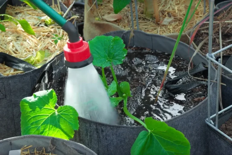 balcony soil drying out too fast - featured
