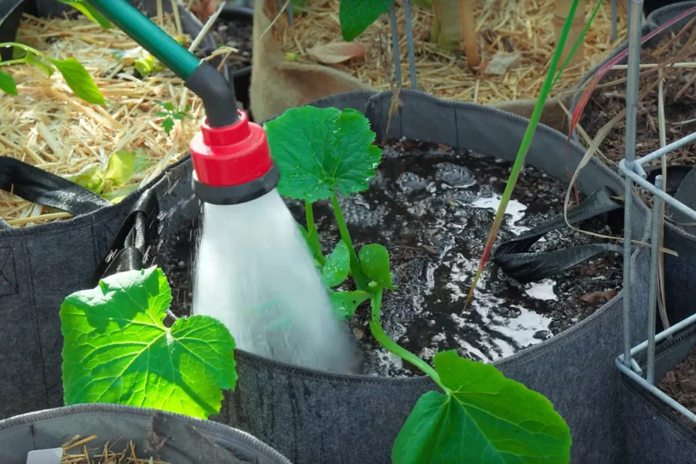 balcony soil drying out too fast - featured