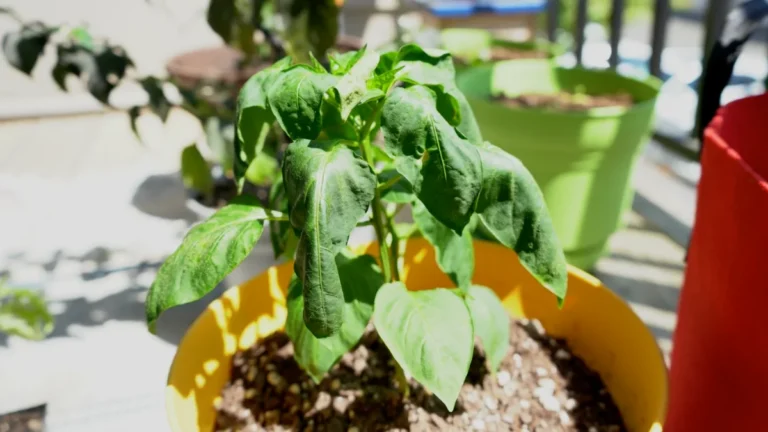 Balcony Plants Wilting in Afternoon Sun - Chilli Wilting