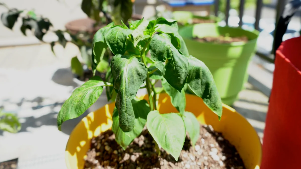 Balcony plants in sunlight