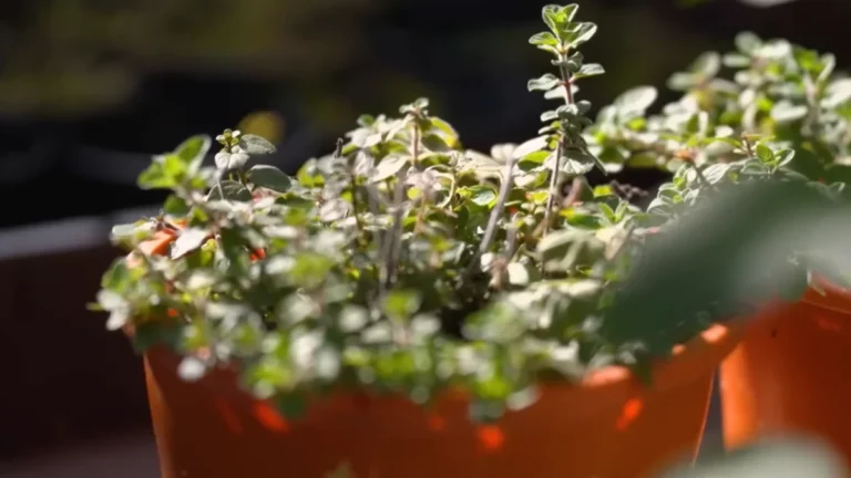 Best Soil Mix for Balcony Herb Gardens - Herbs