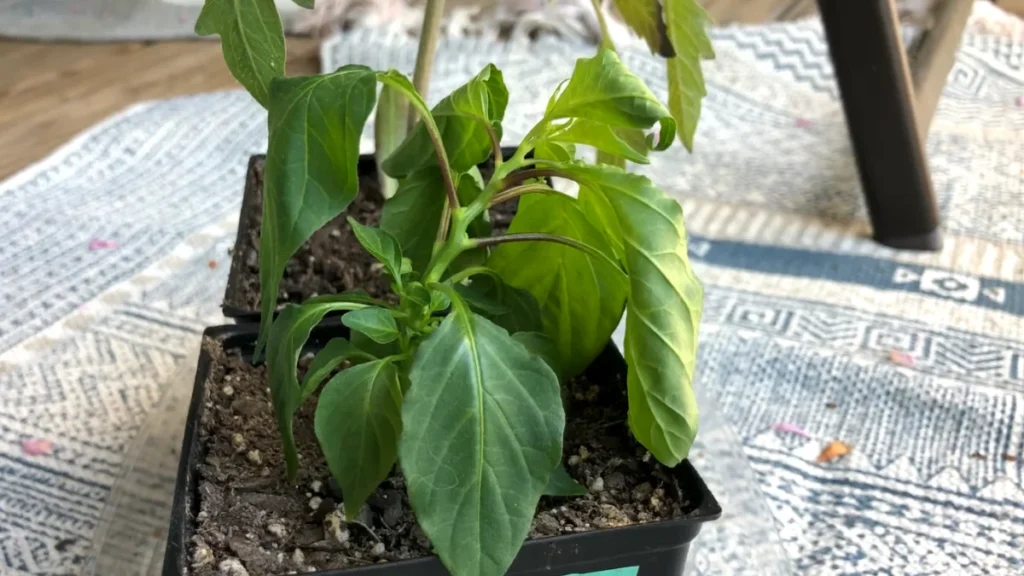 Plants Wilt in the Afternoon Sun - in seasonal
