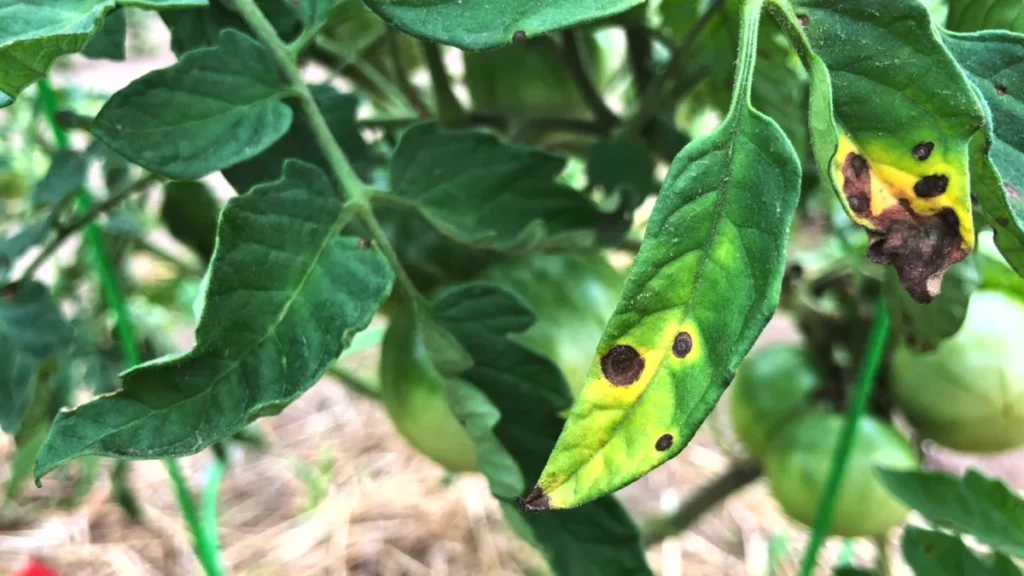 Yellow Leaves on Balcony Tomatoes - featured image