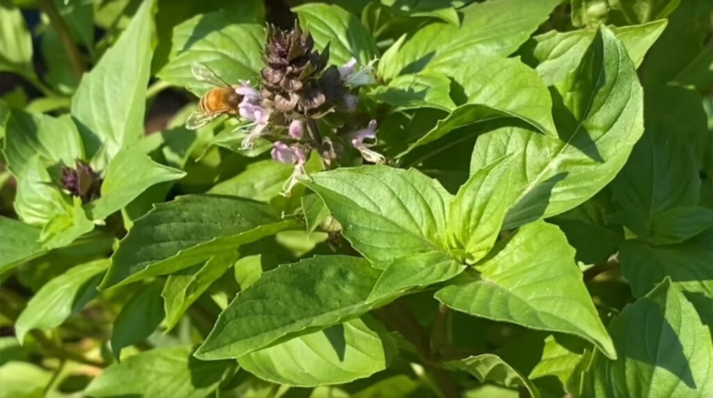 basil growing tips for shaded balcony - featured