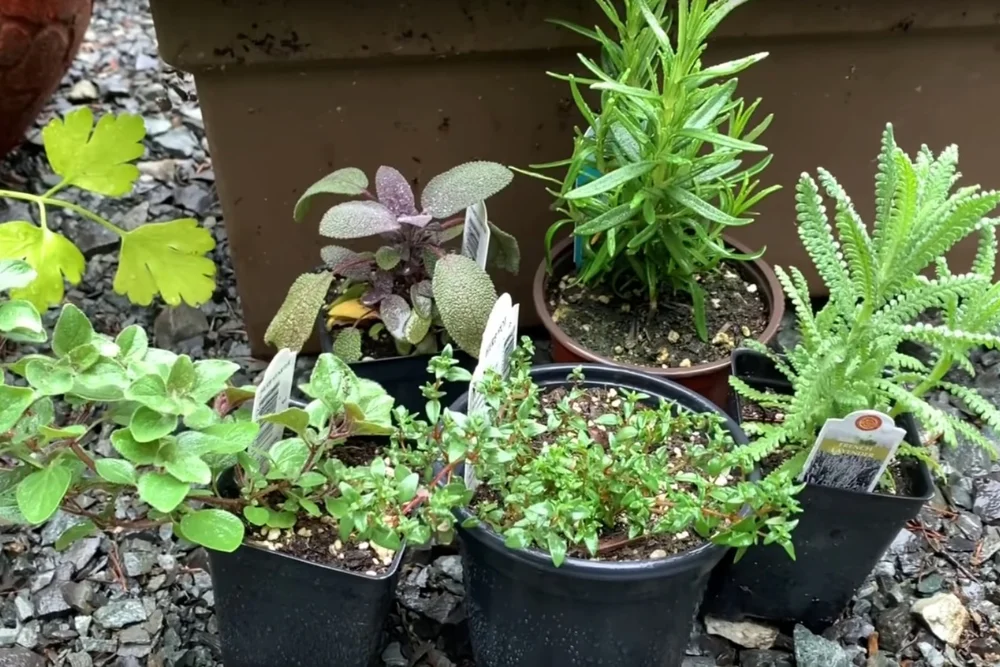 balcony plants with full sun