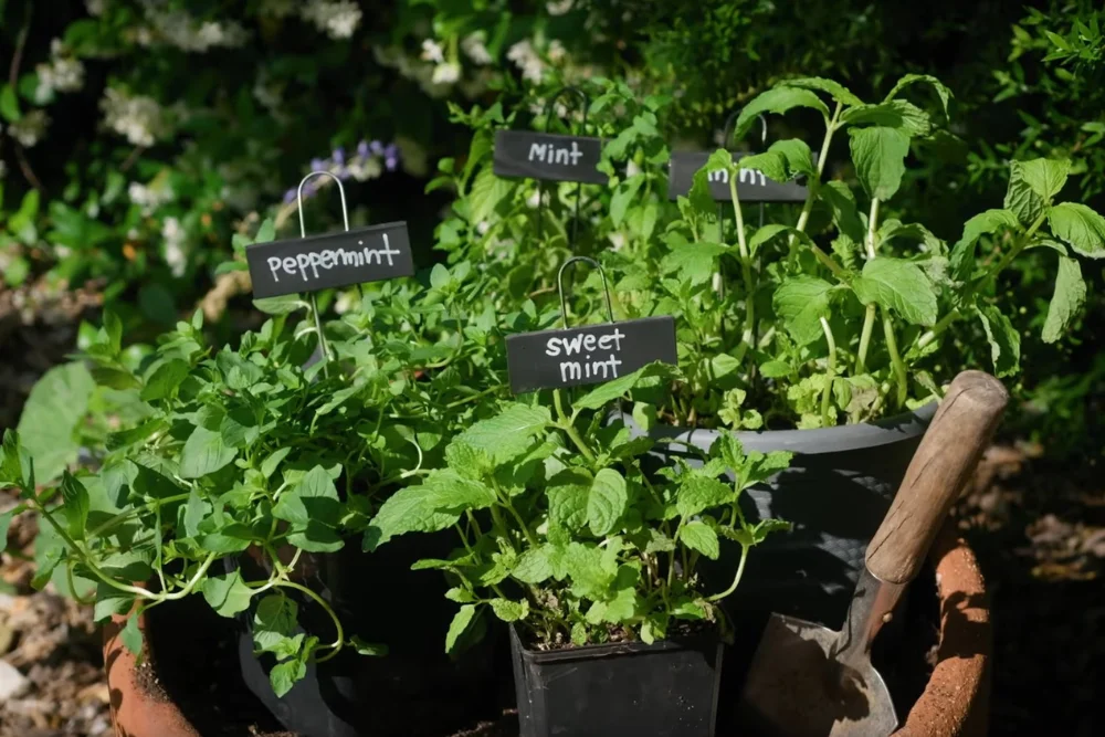 plants for balconies with 2–4 hours sun