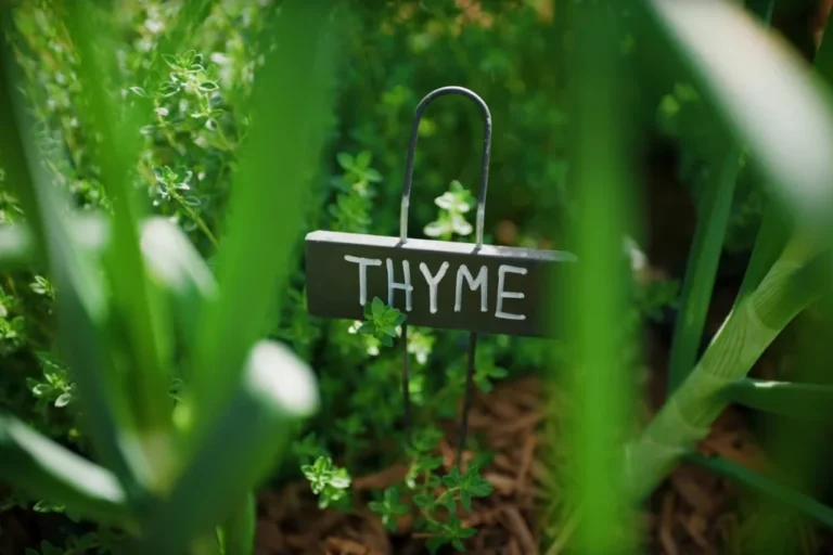 Windy balcony plants featured Image