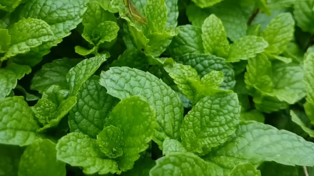 mint spreading in small balcony pots