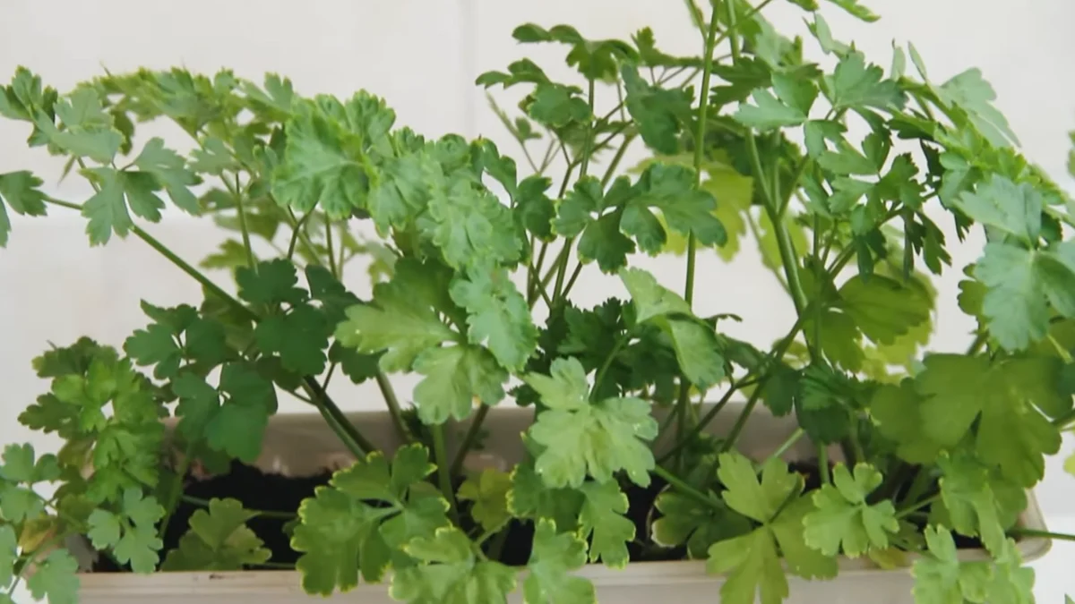 Best Herbs for Balconies With 3 Hours of Sun - Parsley