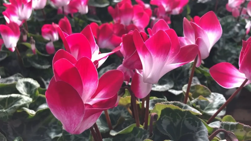 Best Plants for East Facing Balconies - cyclamen