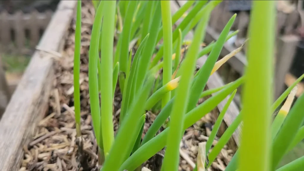 balcony plants for tropical humidity - green onions