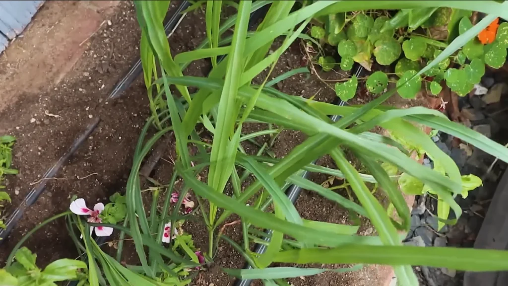 balcony plants for tropical humidity - lemongrass