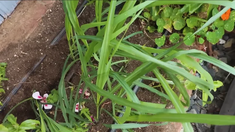 balcony plants for tropical humidity - lemongrass