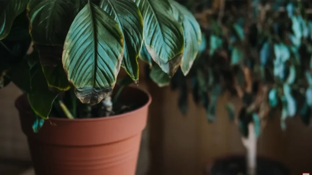 balcony plants not growing new leaves - featured
