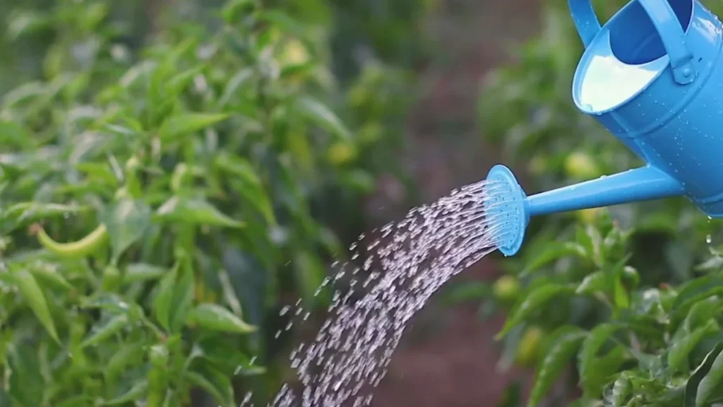 best balcony watering methods for beginners