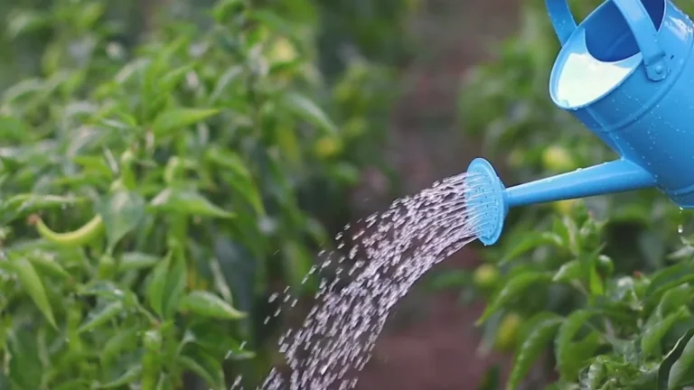 best balcony watering methods for beginners