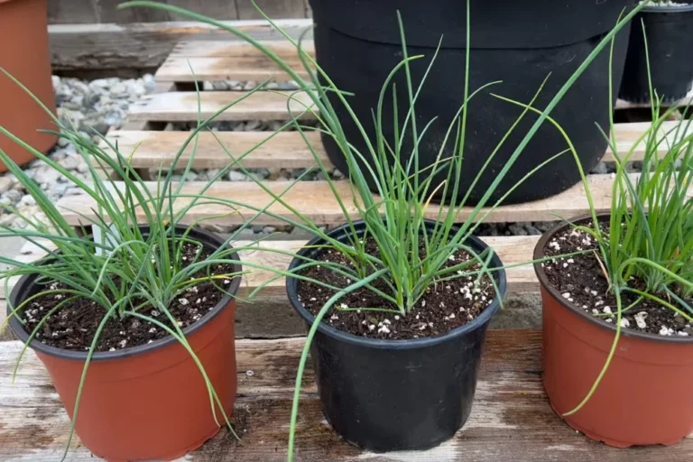 best herbs for balconies with 3 hours sun - chives