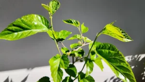 best plants for east-facing balconies