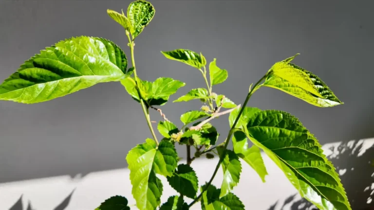 best plants for east-facing balconies