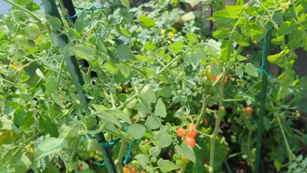 best plants for north facing balcony - cherry tomatoes