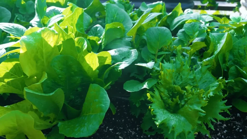 best plants for shaded apartment balconies - lettuce