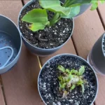 best self-watering pots for balconies