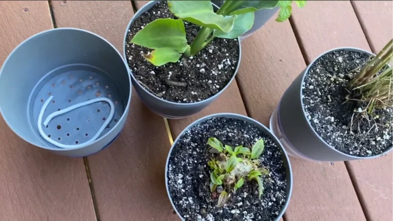 best self-watering pots for balconies