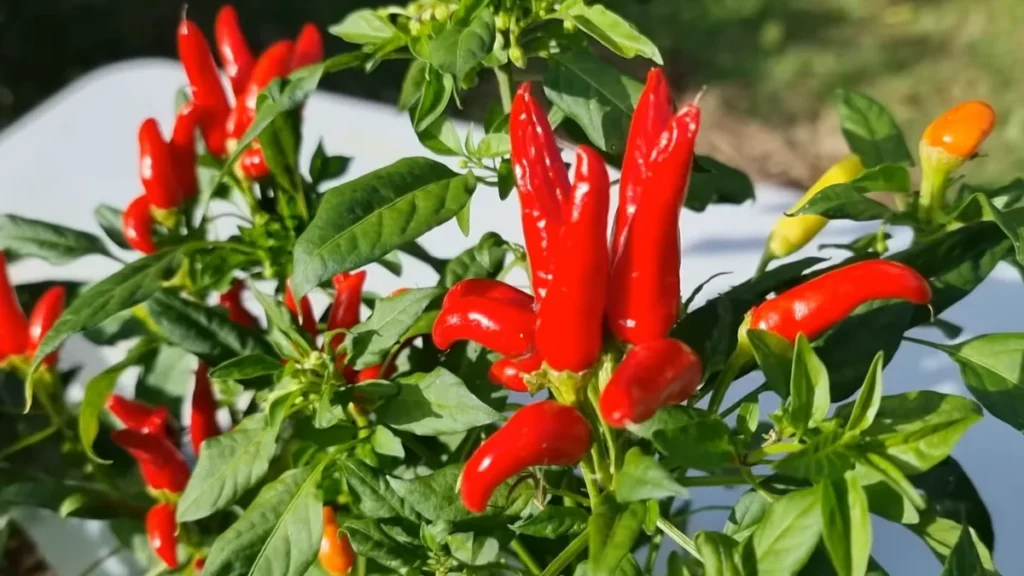 best plants for north facing balcony - chilli