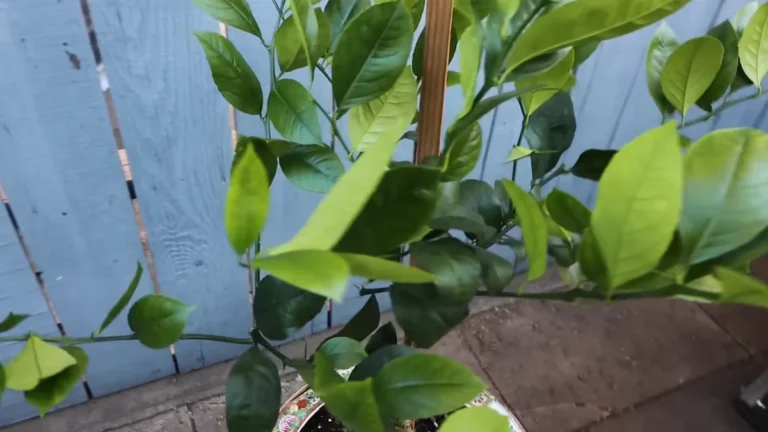 can lemon trees grow in small balcony pots - meyer