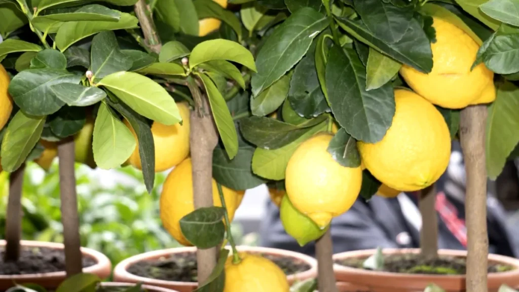 can lemon trees grow in small balcony pots - eureka
