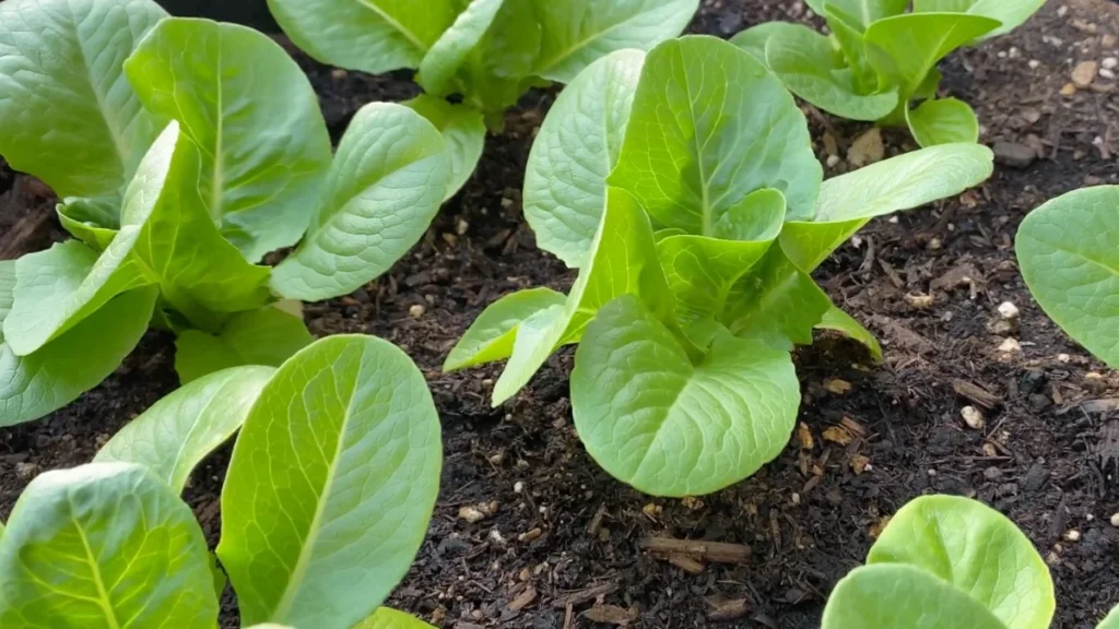 can lettuce grow on balconies in summer heat - content