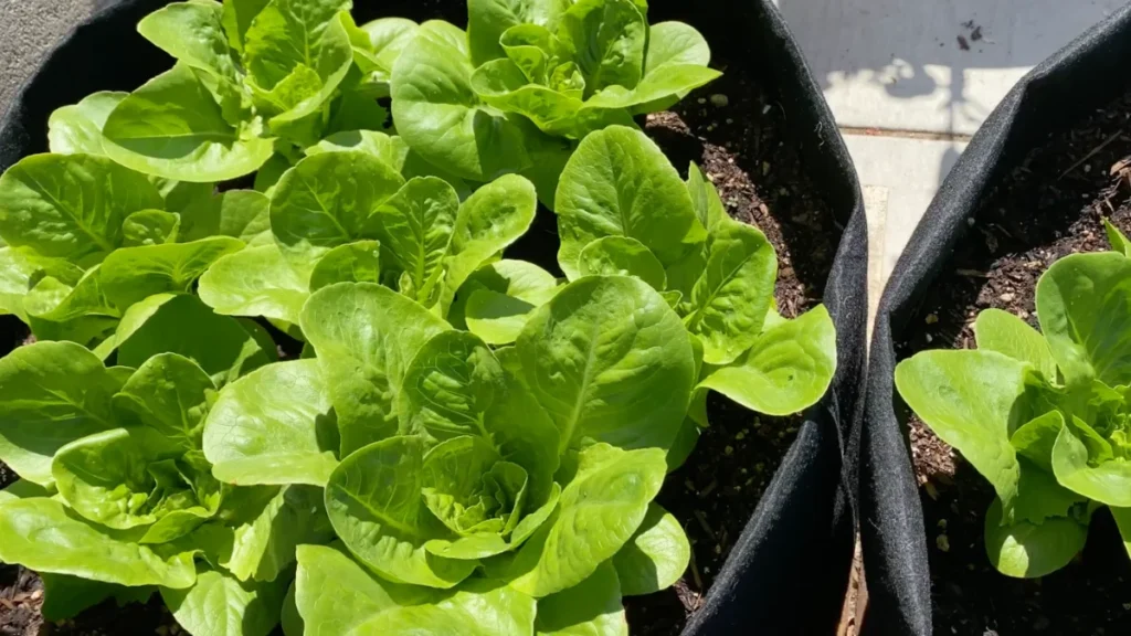 can lettuce grow on balconies in summer heat - featured