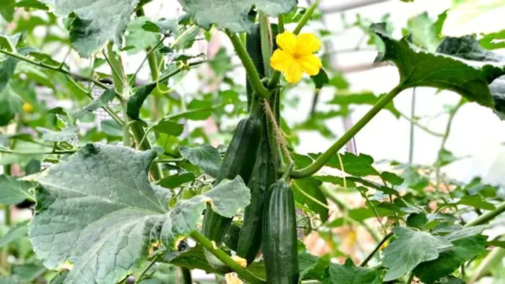 curling leaves on balcony cucumbers