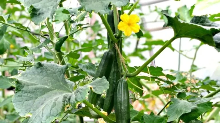 curling leaves on balcony cucumbers