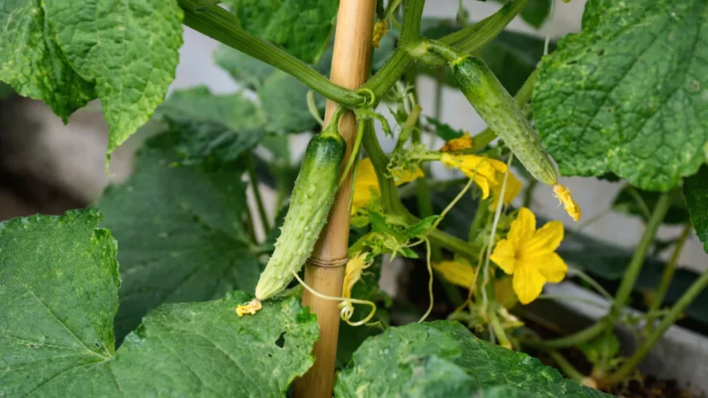 curling leaves on balcony cucumbers - overwatering flower drop early