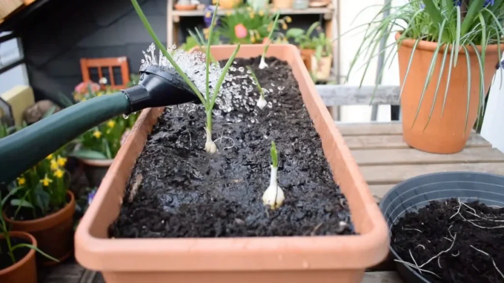 deep vs shallow pots for balcony veggies - featured