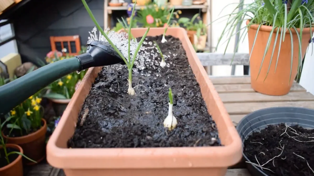 Balcony garden setup