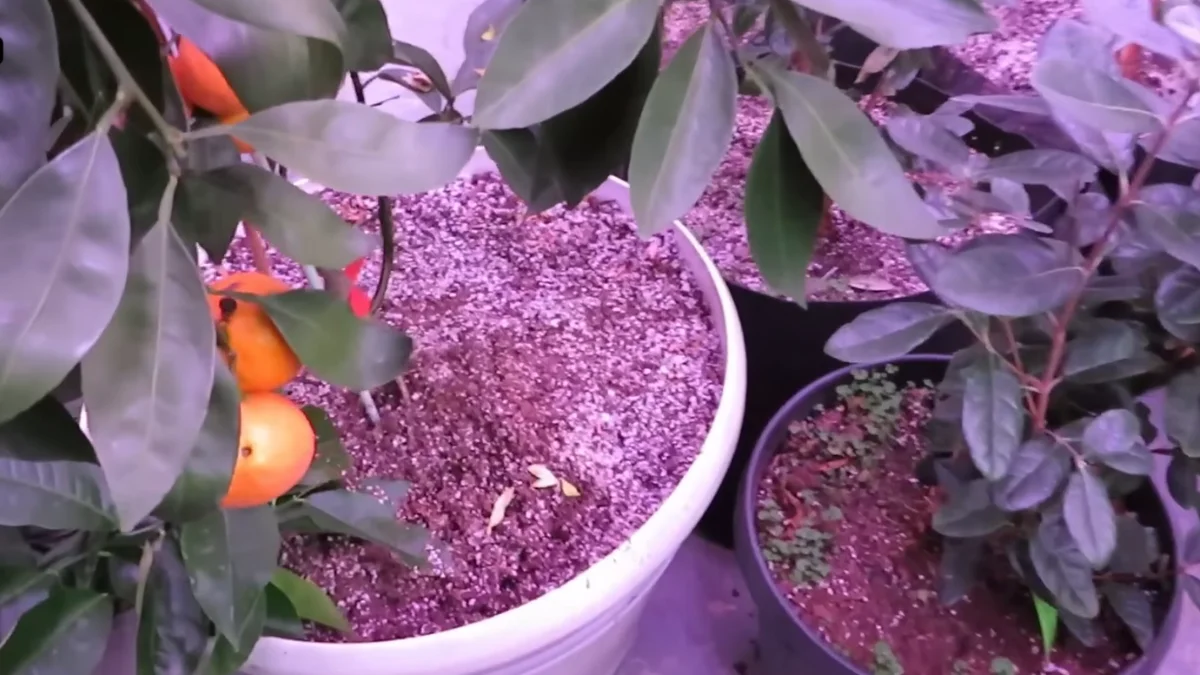Healthy balcony container garden