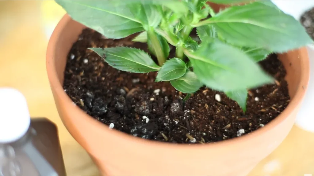 fungus growing on balcony pot soil - image