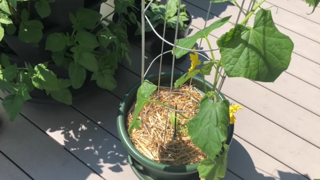 growing cucumbers vertically on a balcony