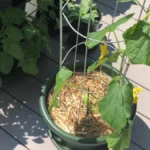 growing cucumbers vertically on a balcony