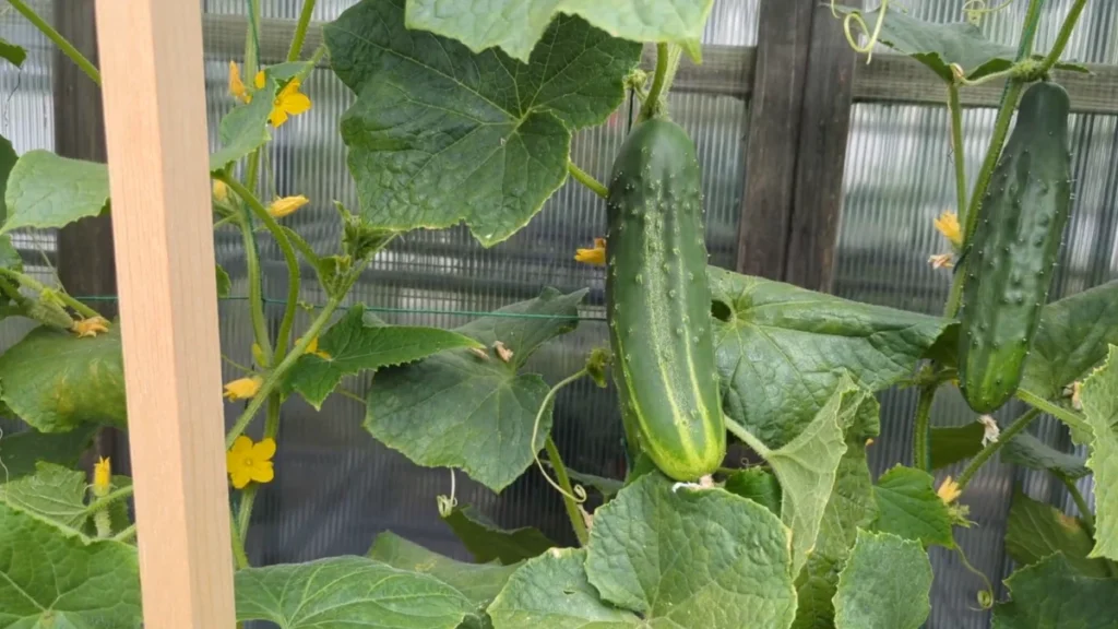 growing cucumbers vertically on a balcony - climbing string