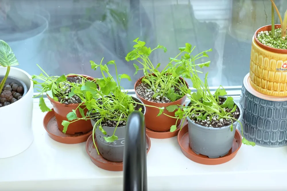 Best Plants for Shaded Apartment Balconies - Coriander