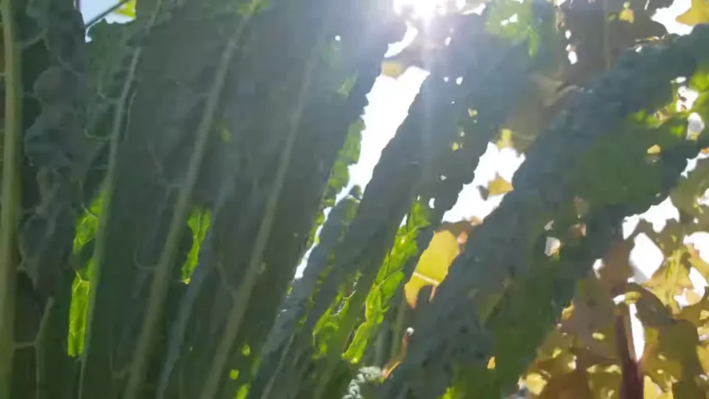 how to measure sunlight on a balcony - plants