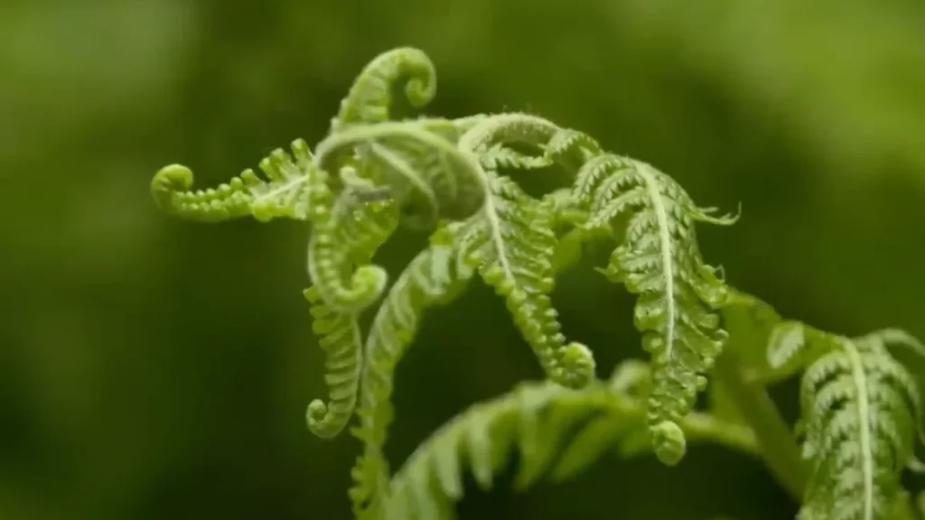 plants for cold south-facing balconies - featured