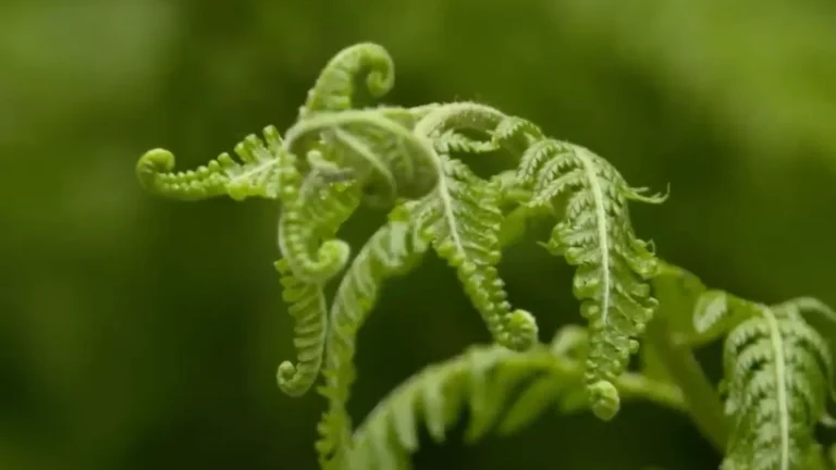 plants for cold south-facing balconies - featured