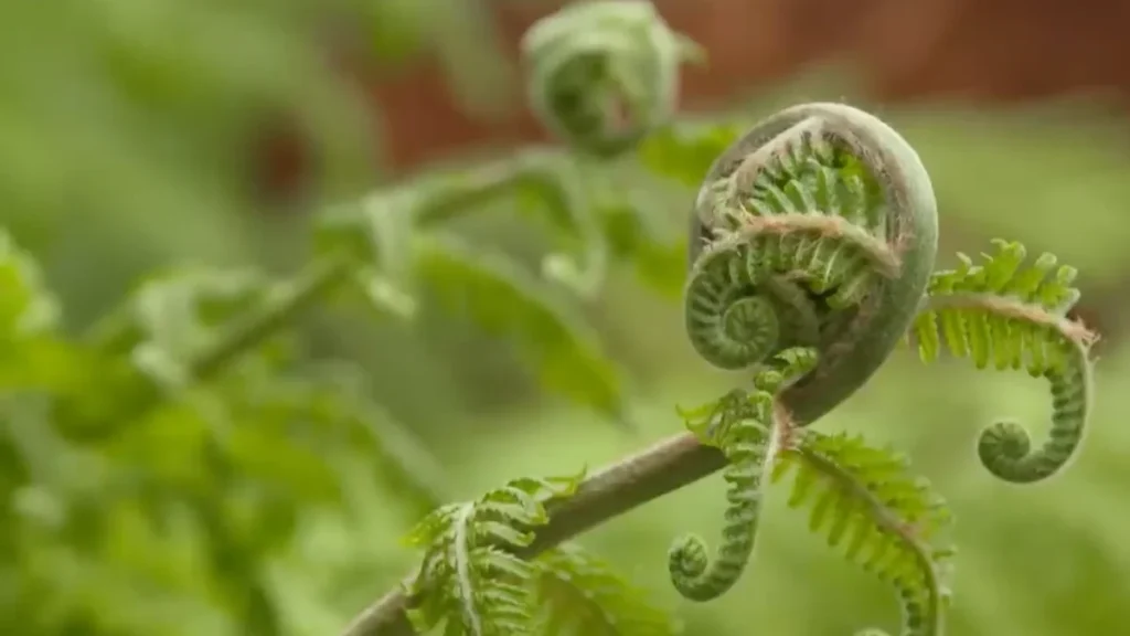 plants for cold south-facing balconies - ferns