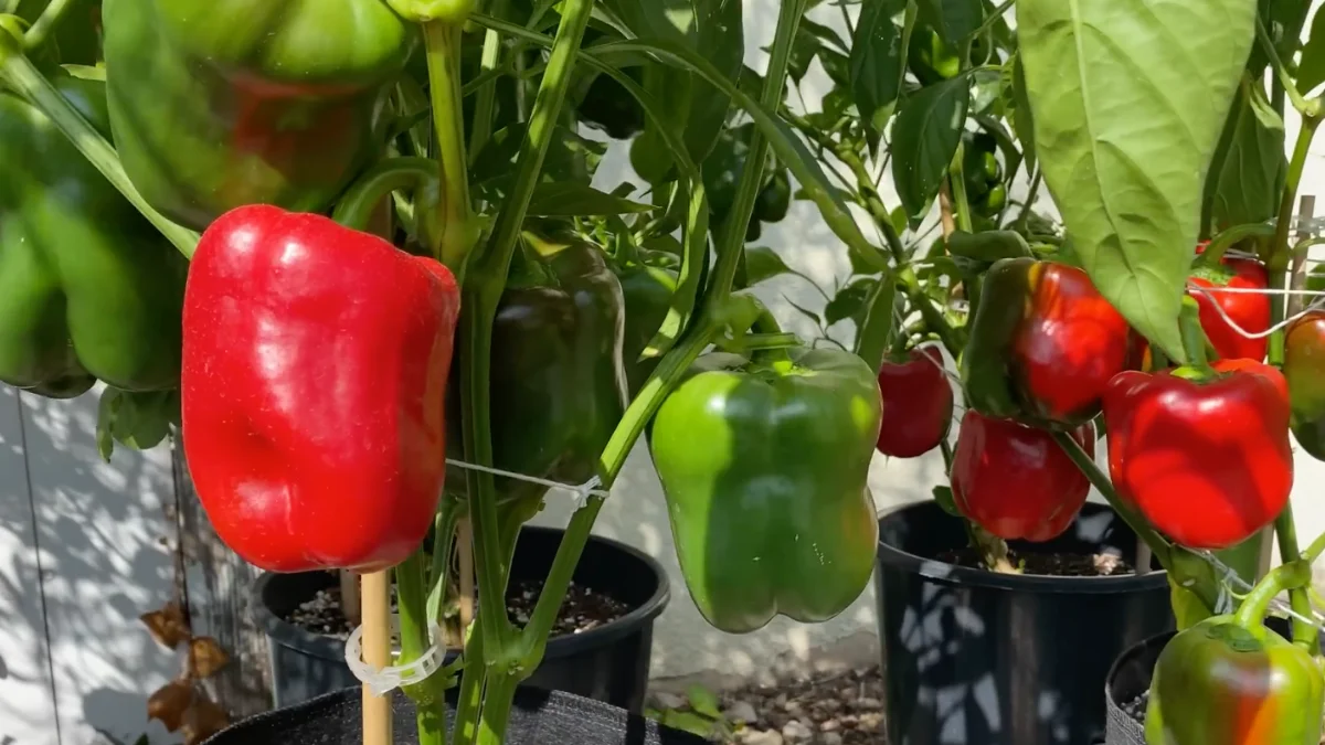 Balcony container garden with healthy plants